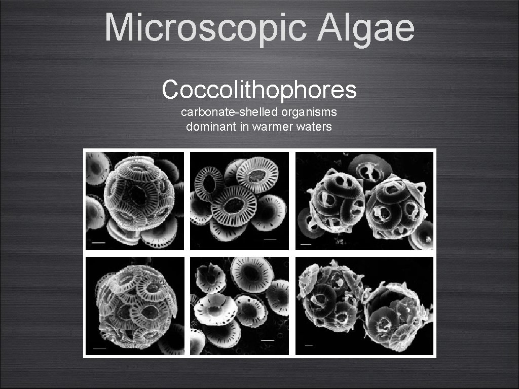 Microscopic Algae Coccolithophores carbonate-shelled organisms dominant in warmer waters 