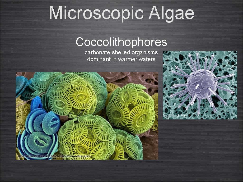 Microscopic Algae Coccolithophores carbonate-shelled organisms dominant in warmer waters 