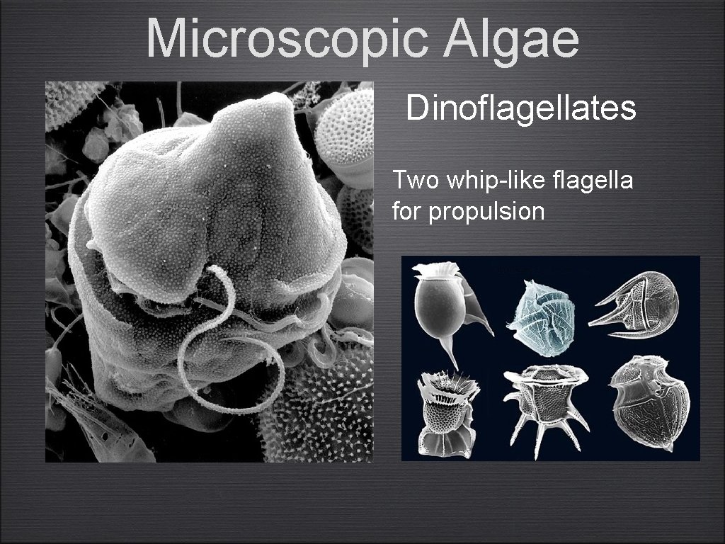 Microscopic Algae Dinoflagellates Two whip-like flagella for propulsion 