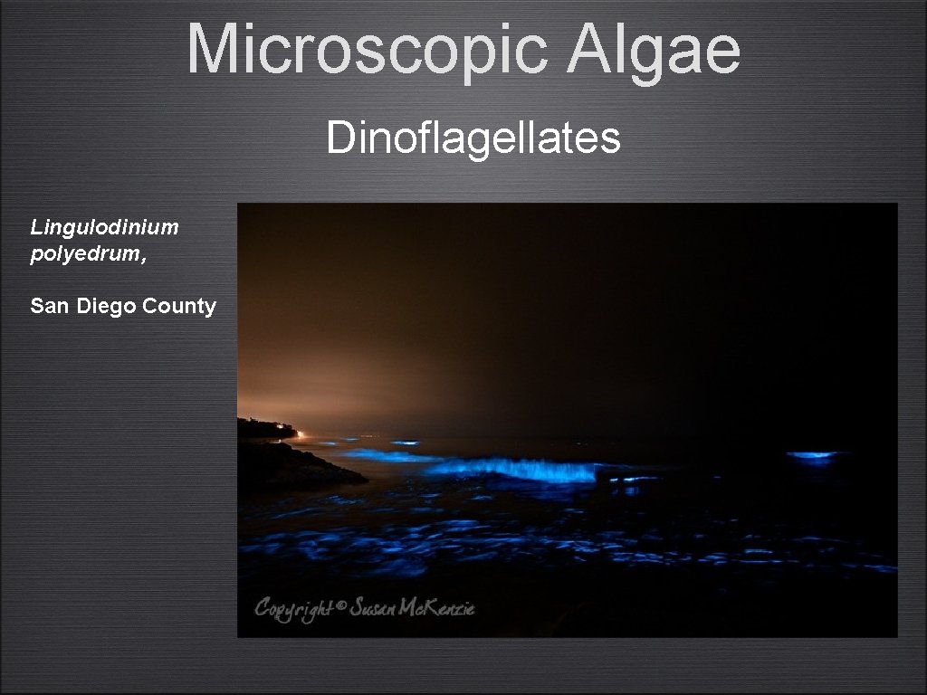 Microscopic Algae Dinoflagellates Lingulodinium polyedrum, San Diego County 