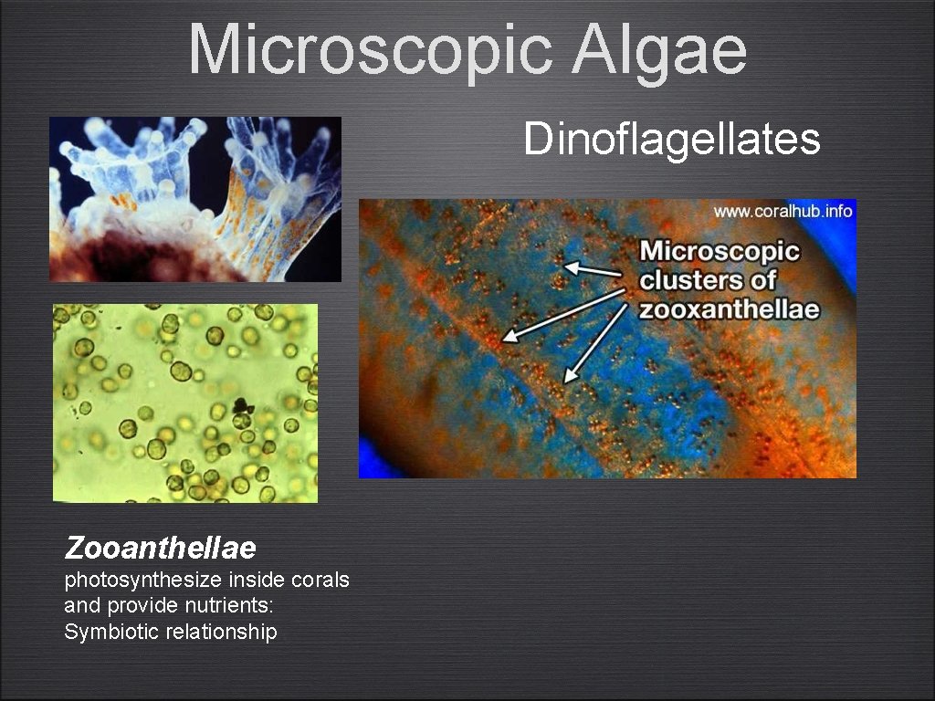 Microscopic Algae Dinoflagellates Zooanthellae photosynthesize inside corals and provide nutrients: Symbiotic relationship 
