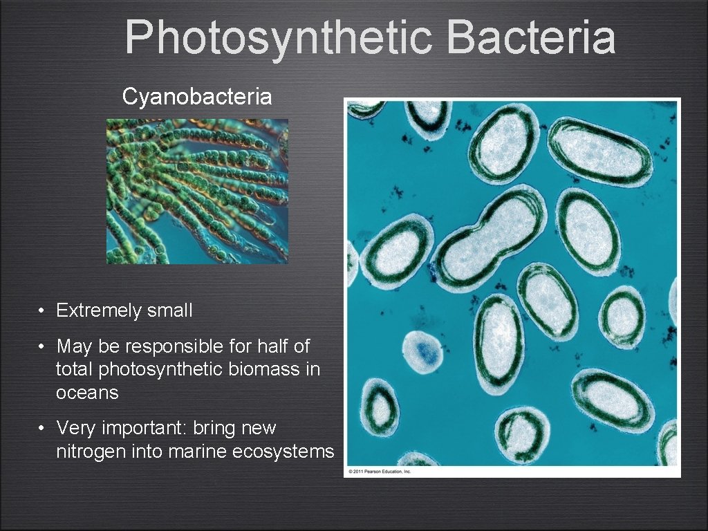 Photosynthetic Bacteria Cyanobacteria • Extremely small • May be responsible for half of total