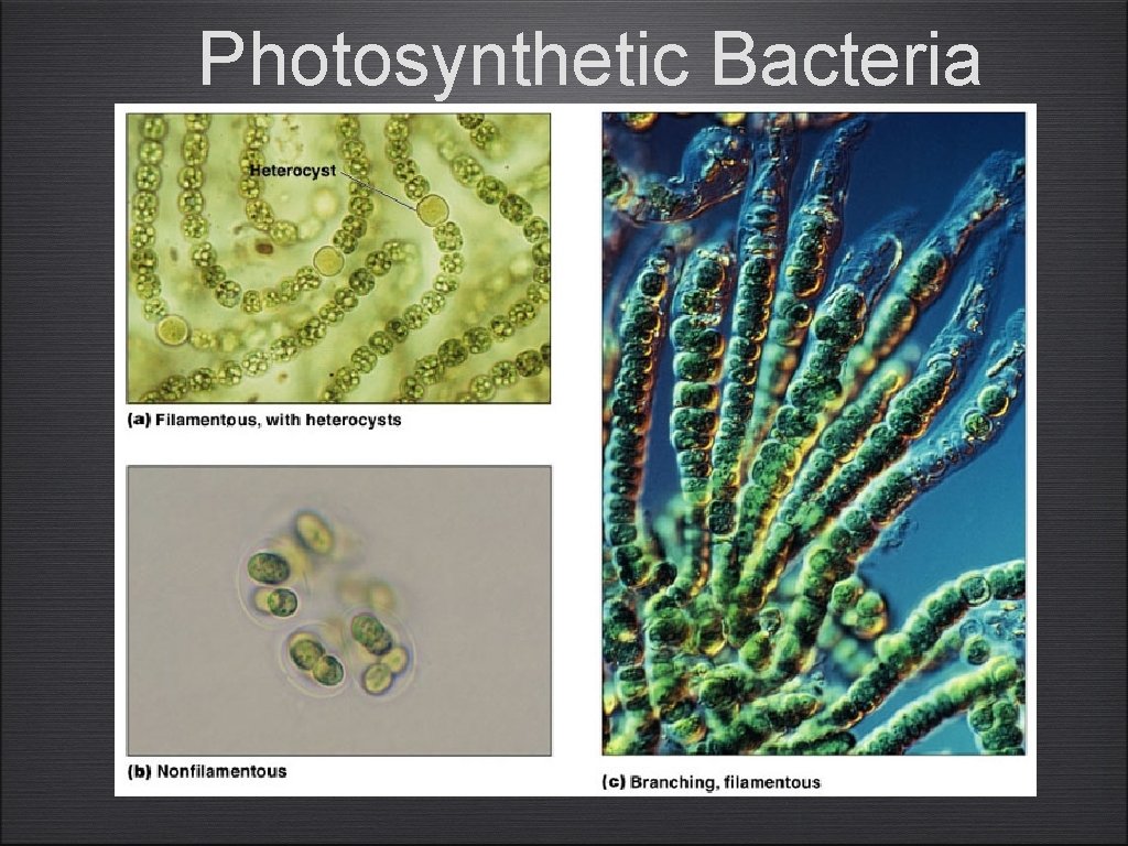 Photosynthetic Bacteria 