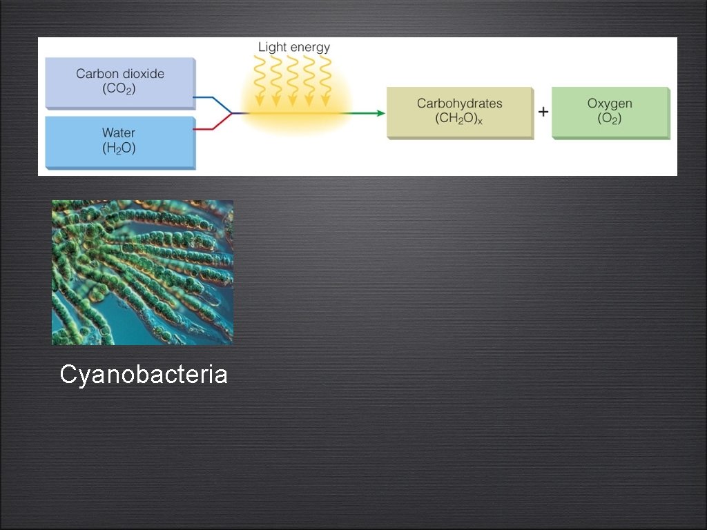 Cyanobacteria 