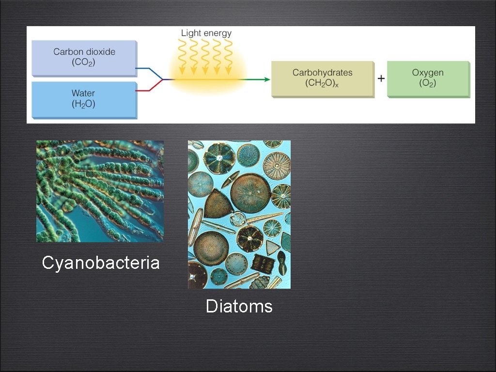 Cyanobacteria Diatoms 
