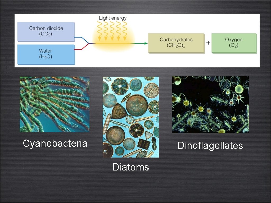 Cyanobacteria Dinoflagellates Diatoms 
