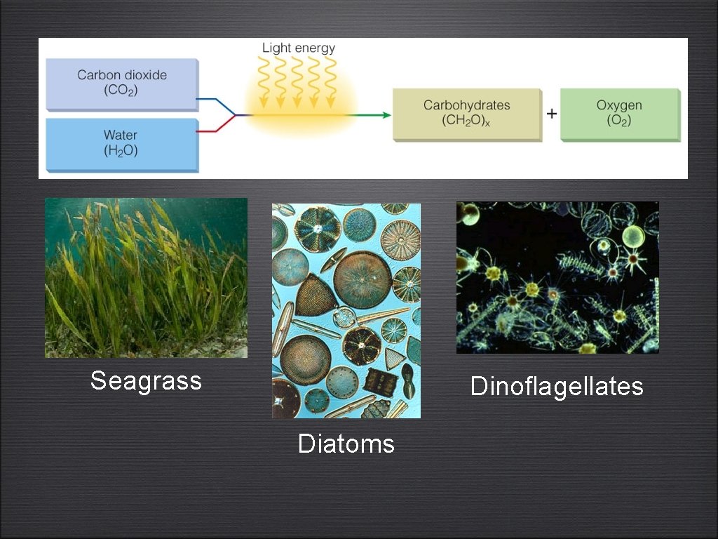 Seagrass Dinoflagellates Diatoms 