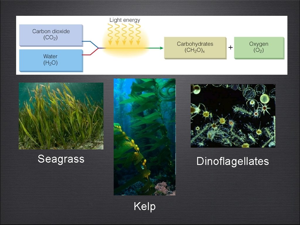 Seagrass Dinoflagellates Kelp 