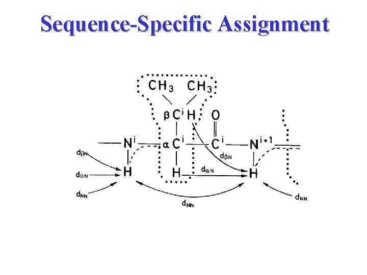 Protein Structure Determination by NMR Spectroscopy 1 D