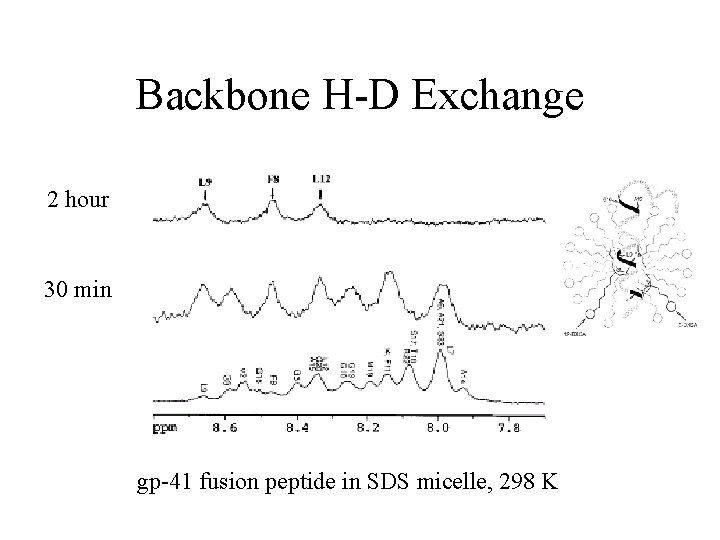Backbone H-D Exchange 2 hour 30 min gp-41 fusion peptide in SDS micelle, 298