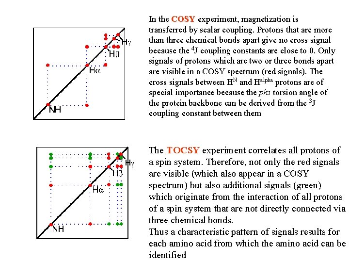 In the COSY experiment, magnetization is transferred by scalar coupling. Protons that are more