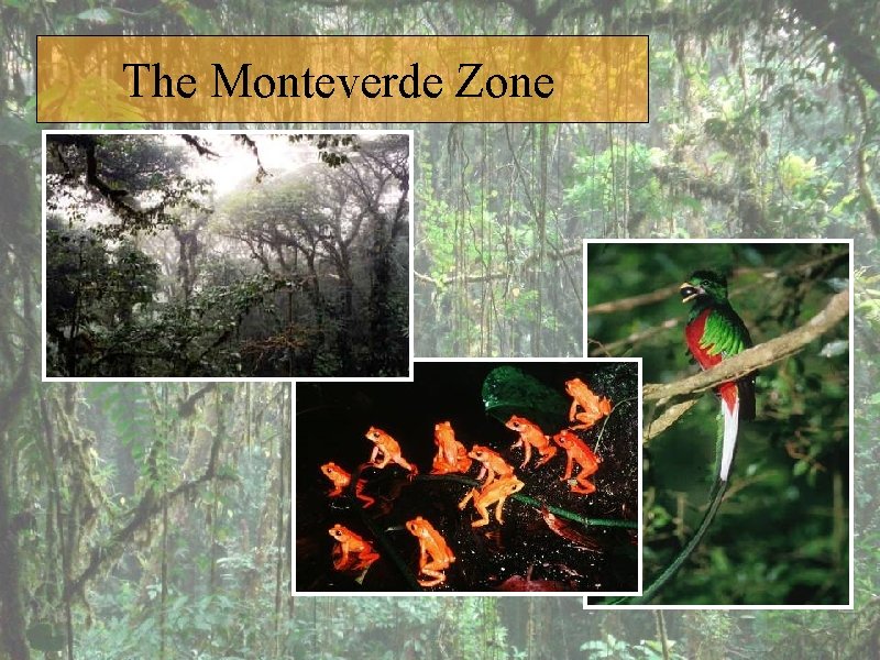 The Monteverde Zone 