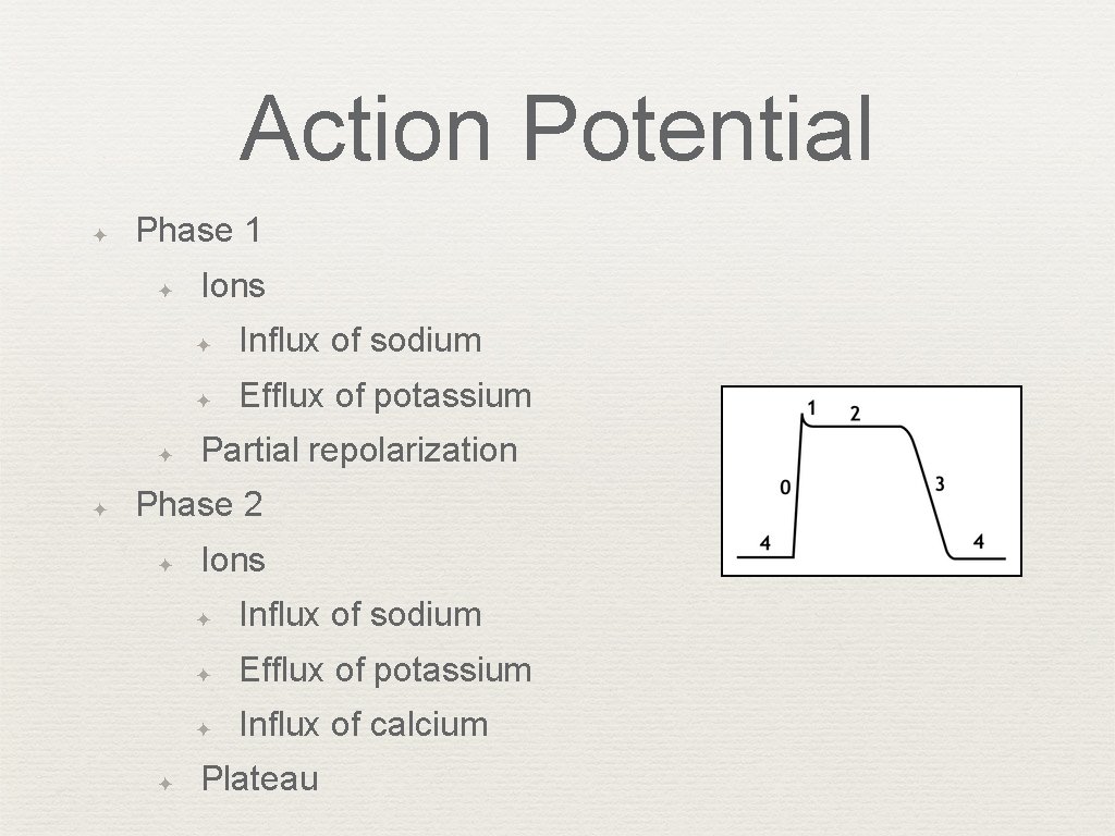 Action Potential ✦ Phase 1 ✦ ✦ ✦ Ions ✦ Influx of sodium ✦