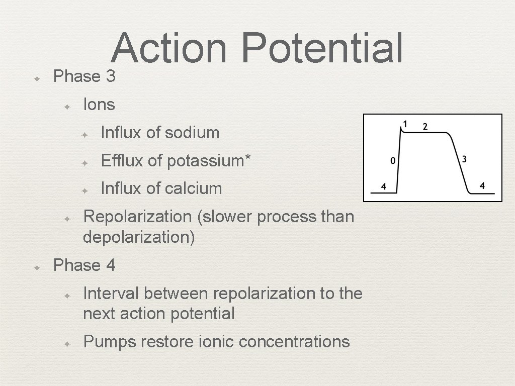 ✦ Action Potential Phase 3 ✦ ✦ ✦ Ions ✦ Influx of sodium ✦