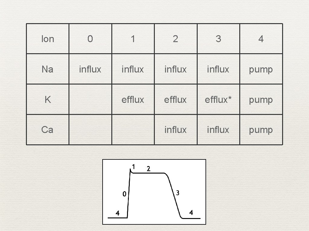 Ion 0 1 2 3 4 Na influx pump efflux* pump influx pump K