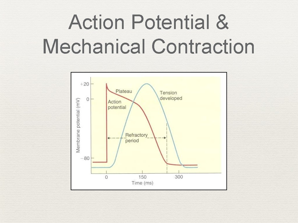 Action Potential & Mechanical Contraction 