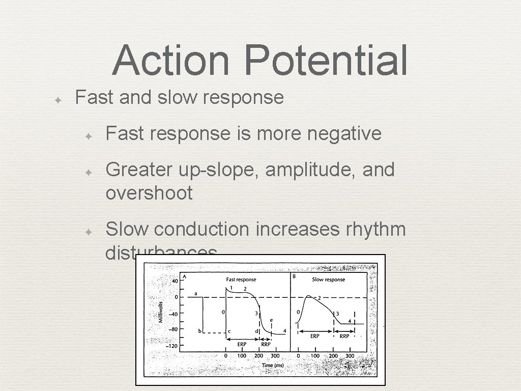 Action Potential ✦ Fast and slow response ✦ ✦ ✦ Fast response is more
