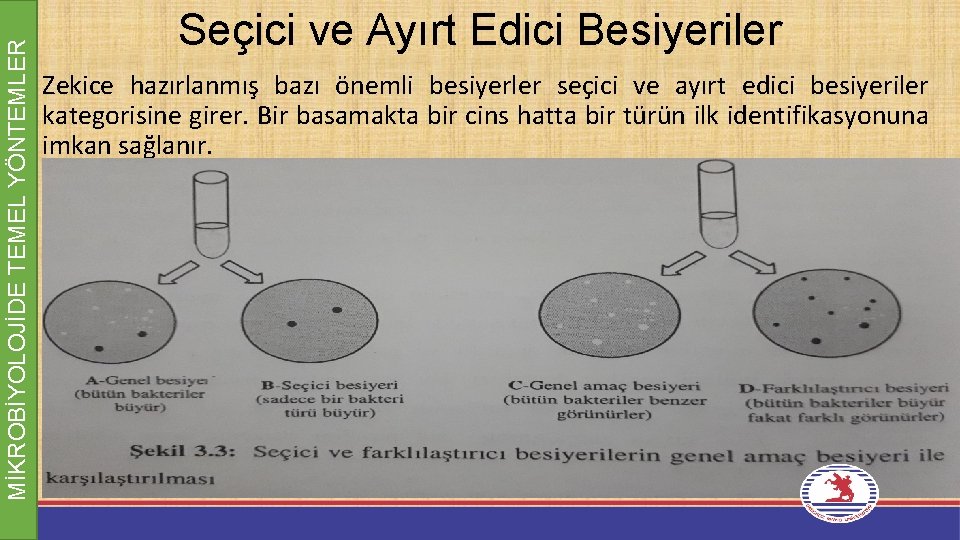 MİKROBİYOLOJİDE TEMEL YÖNTEMLER Seçici ve Ayırt Edici Besiyeriler • Zekice hazırlanmış bazı önemli besiyerler