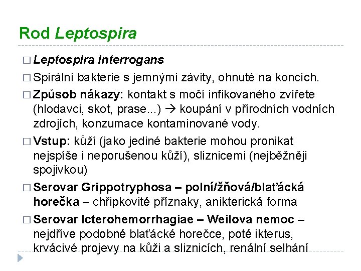 Rod Leptospira � Leptospira interrogans � Spirální bakterie s jemnými závity, ohnuté na koncích.