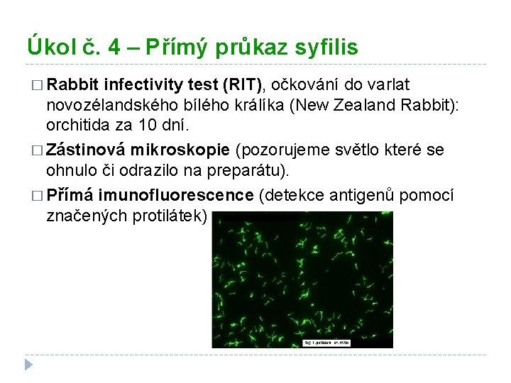 Úkol č. 4 – Přímý průkaz syfilis � Rabbit infectivity test (RIT), očkování do