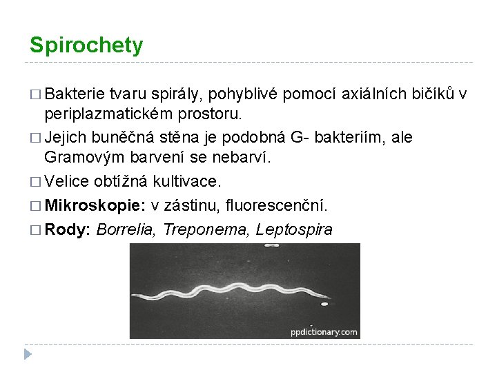 Spirochety � Bakterie tvaru spirály, pohyblivé pomocí axiálních bičíků v periplazmatickém prostoru. � Jejich