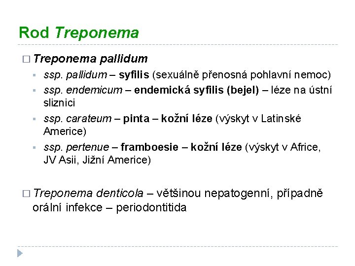 Rod Treponema � Treponema § § pallidum ssp. pallidum – syfilis (sexuálně přenosná pohlavní