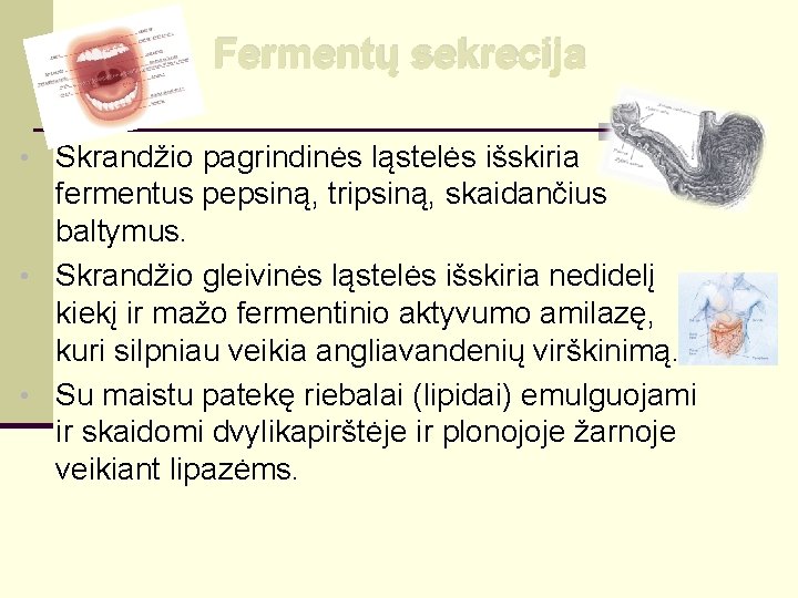 Fermentų sekrecija • Skrandžio pagrindinės ląstelės išskiria fermentus pepsiną, tripsiną, skaidančius baltymus. • Skrandžio