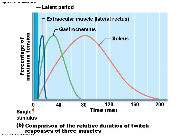 Figure 9. 11 b The muscle twitch. Latent period Extraocular muscle (lateral rectus) Percentage Figure 9. 11 b The muscle twitch. Latent period Extraocular muscle (lateral rectus) Percentage