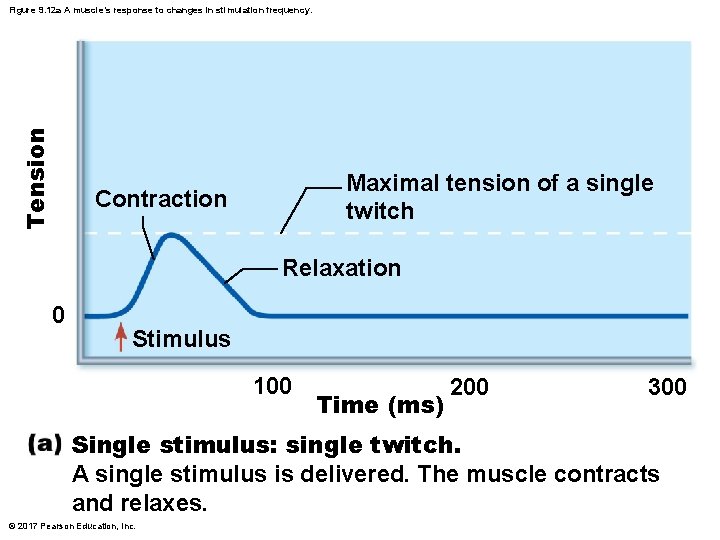 Tension Figure 9. 12 a A muscle’s response to changes in stimulation frequency. Maximal Tension Figure 9. 12 a A muscle’s response to changes in stimulation frequency. Maximal