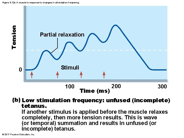 Tension Figure 9. 12 b A muscle’s response to changes in stimulation frequency. Partial Tension Figure 9. 12 b A muscle’s response to changes in stimulation frequency. Partial
