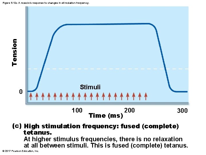 Tension Figure 9. 12 c A muscle’s response to changes in stimulation frequency. Stimuli Tension Figure 9. 12 c A muscle’s response to changes in stimulation frequency. Stimuli
