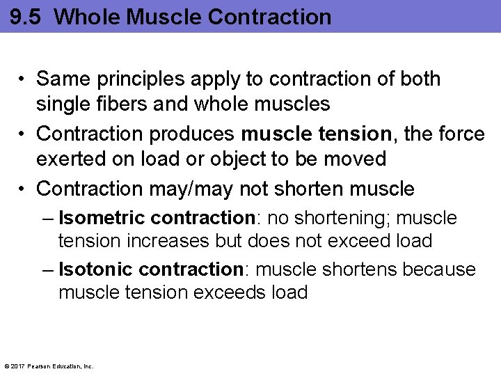 9. 5 Whole Muscle Contraction • Same principles apply to contraction of both single 9. 5 Whole Muscle Contraction • Same principles apply to contraction of both single