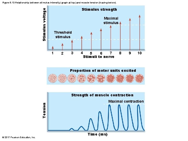Figure 9. 13 Relationship between stimulus intensity (graph at top) and muscle tension (tracing Figure 9. 13 Relationship between stimulus intensity (graph at top) and muscle tension (tracing