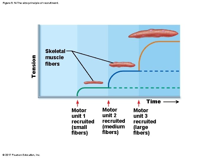 Tension Figure 9. 14 The size principle of recruitment. Skeletal muscle fibers Time Motor Tension Figure 9. 14 The size principle of recruitment. Skeletal muscle fibers Time Motor