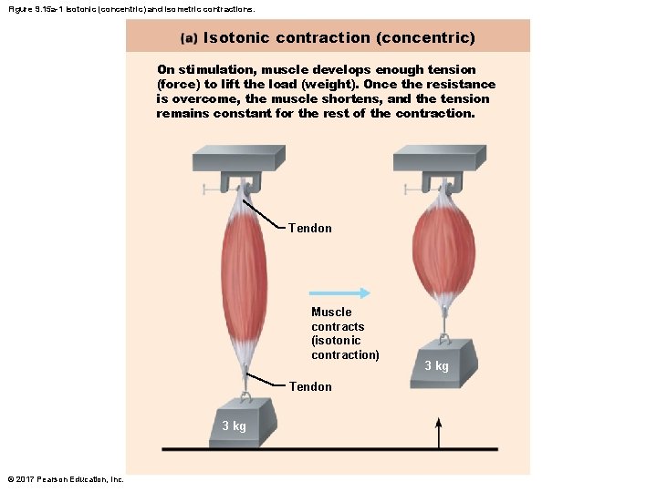 Figure 9. 15 a-1 Isotonic (concentric) and isometric contractions. Isotonic contraction (concentric) On stimulation, Figure 9. 15 a-1 Isotonic (concentric) and isometric contractions. Isotonic contraction (concentric) On stimulation,