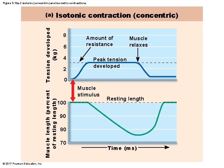 Figure 9. 15 a-2 Isotonic (concentric) and isometric contractions. Muscle length (percent of resting Figure 9. 15 a-2 Isotonic (concentric) and isometric contractions. Muscle length (percent of resting
