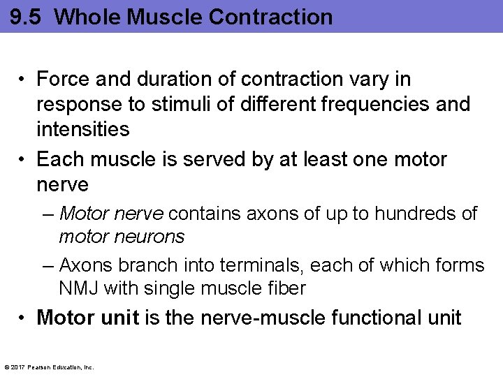 9. 5 Whole Muscle Contraction • Force and duration of contraction vary in response 9. 5 Whole Muscle Contraction • Force and duration of contraction vary in response