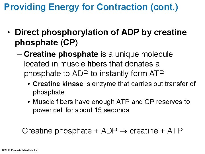 Providing Energy for Contraction (cont. ) • Direct phosphorylation of ADP by creatine phosphate Providing Energy for Contraction (cont. ) • Direct phosphorylation of ADP by creatine phosphate