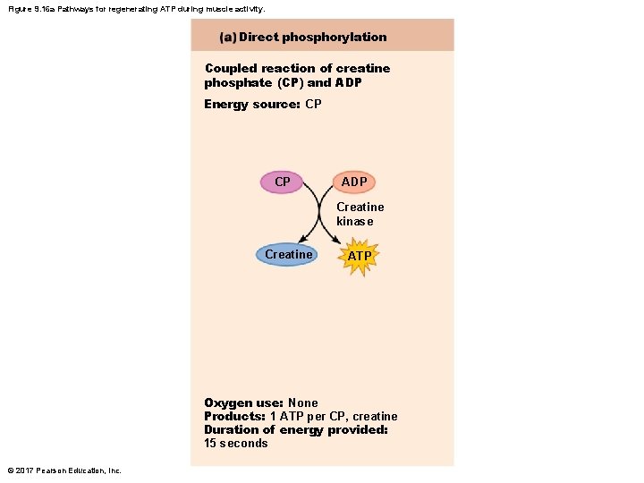 Figure 9. 16 a Pathways for regenerating ATP during muscle activity. Direct phosphorylation Coupled Figure 9. 16 a Pathways for regenerating ATP during muscle activity. Direct phosphorylation Coupled