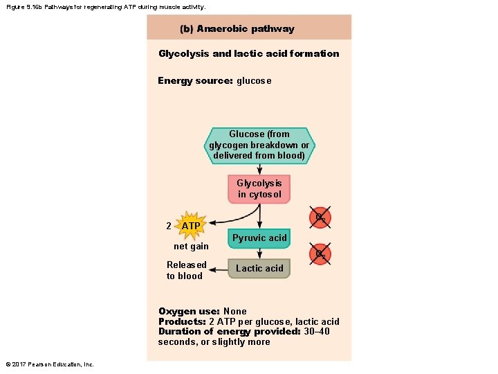 Figure 9. 16 b Pathways for regenerating ATP during muscle activity. Anaerobic pathway Glycolysis Figure 9. 16 b Pathways for regenerating ATP during muscle activity. Anaerobic pathway Glycolysis