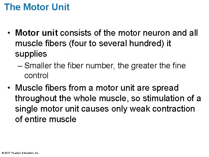 The Motor Unit • Motor unit consists of the motor neuron and all muscle The Motor Unit • Motor unit consists of the motor neuron and all muscle