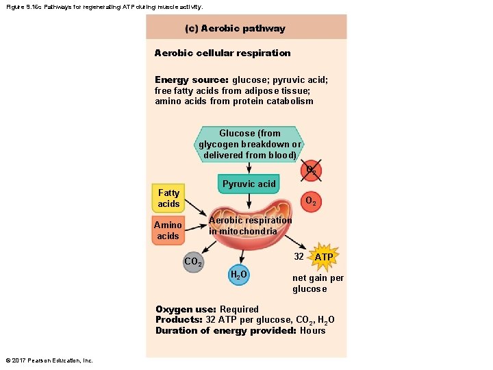 Figure 9. 16 c Pathways for regenerating ATP during muscle activity. Aerobic pathway Aerobic Figure 9. 16 c Pathways for regenerating ATP during muscle activity. Aerobic pathway Aerobic