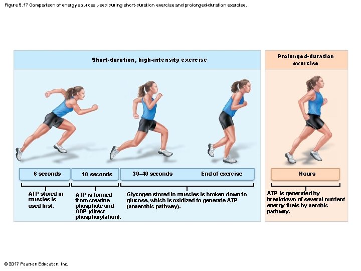Figure 9. 17 Comparison of energy sources used during short-duration exercise and prolonged-duration exercise. Figure 9. 17 Comparison of energy sources used during short-duration exercise and prolonged-duration exercise.