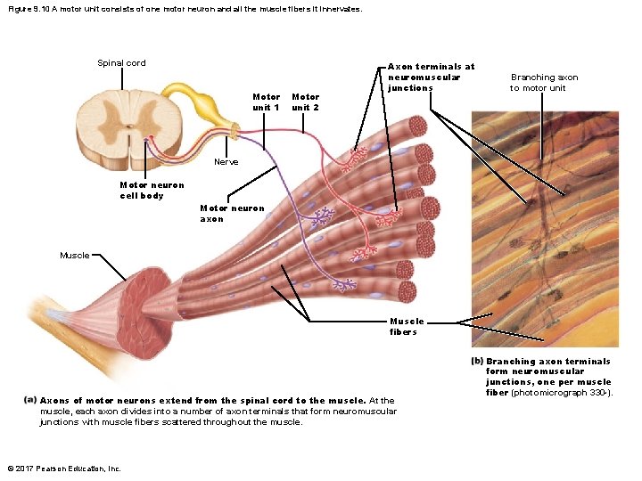 Figure 9. 10 A motor unit consists of one motor neuron and all the Figure 9. 10 A motor unit consists of one motor neuron and all the