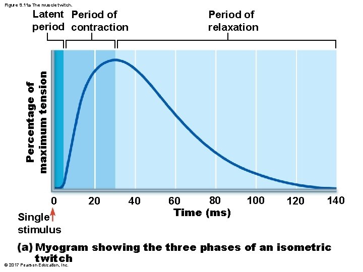 Figure 9. 11 a The muscle twitch. Period of relaxation Percentage of maximum tension Figure 9. 11 a The muscle twitch. Period of relaxation Percentage of maximum tension