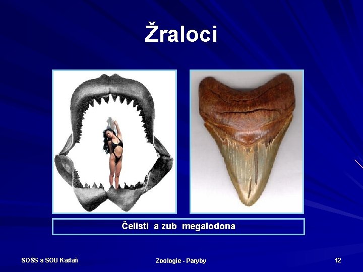 Žraloci Čelisti a zub megalodona SOŠS a SOU Kadaň Zoologie - Paryby 12 