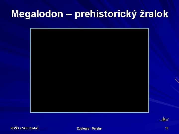 Megalodon – prehistorický žralok SOŠS a SOU Kadaň Zoologie - Paryby 13 