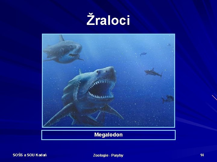 Žraloci Megalodon SOŠS a SOU Kadaň Zoologie - Paryby 14 