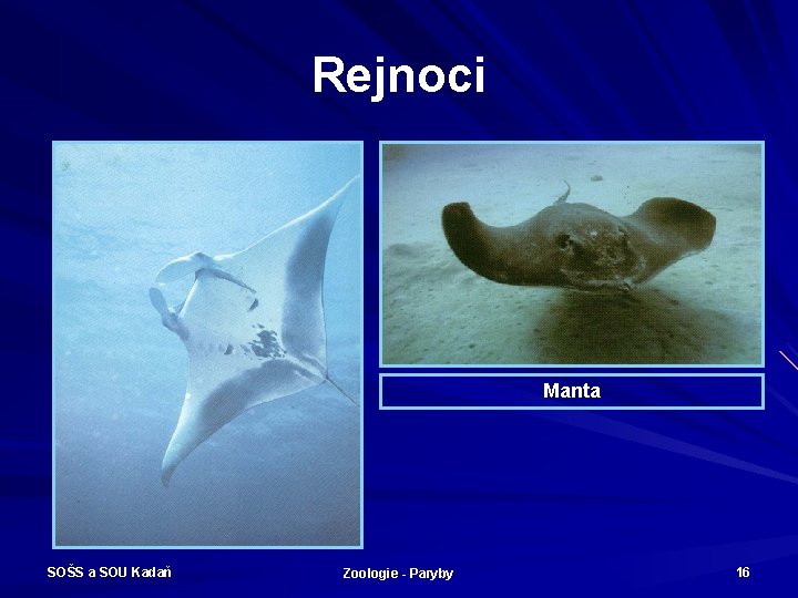 Rejnoci Manta SOŠS a SOU Kadaň Zoologie - Paryby 16 