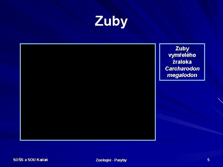 Zuby vymřelého žraloka Carcharodon megalodon SOŠS a SOU Kadaň Zoologie - Paryby 5 